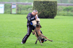 Holland Hachi