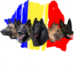 ccbo